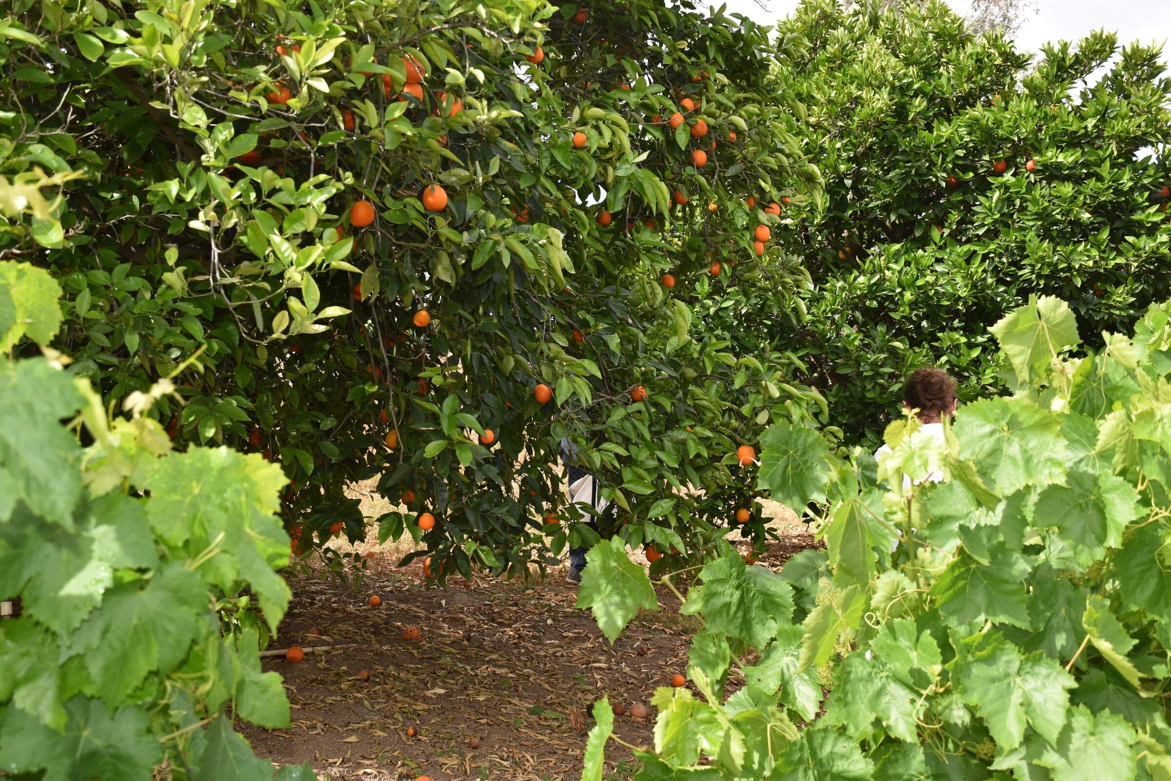A quiet pathway at Inclusive: citrus trees, dappled light, room to breathe