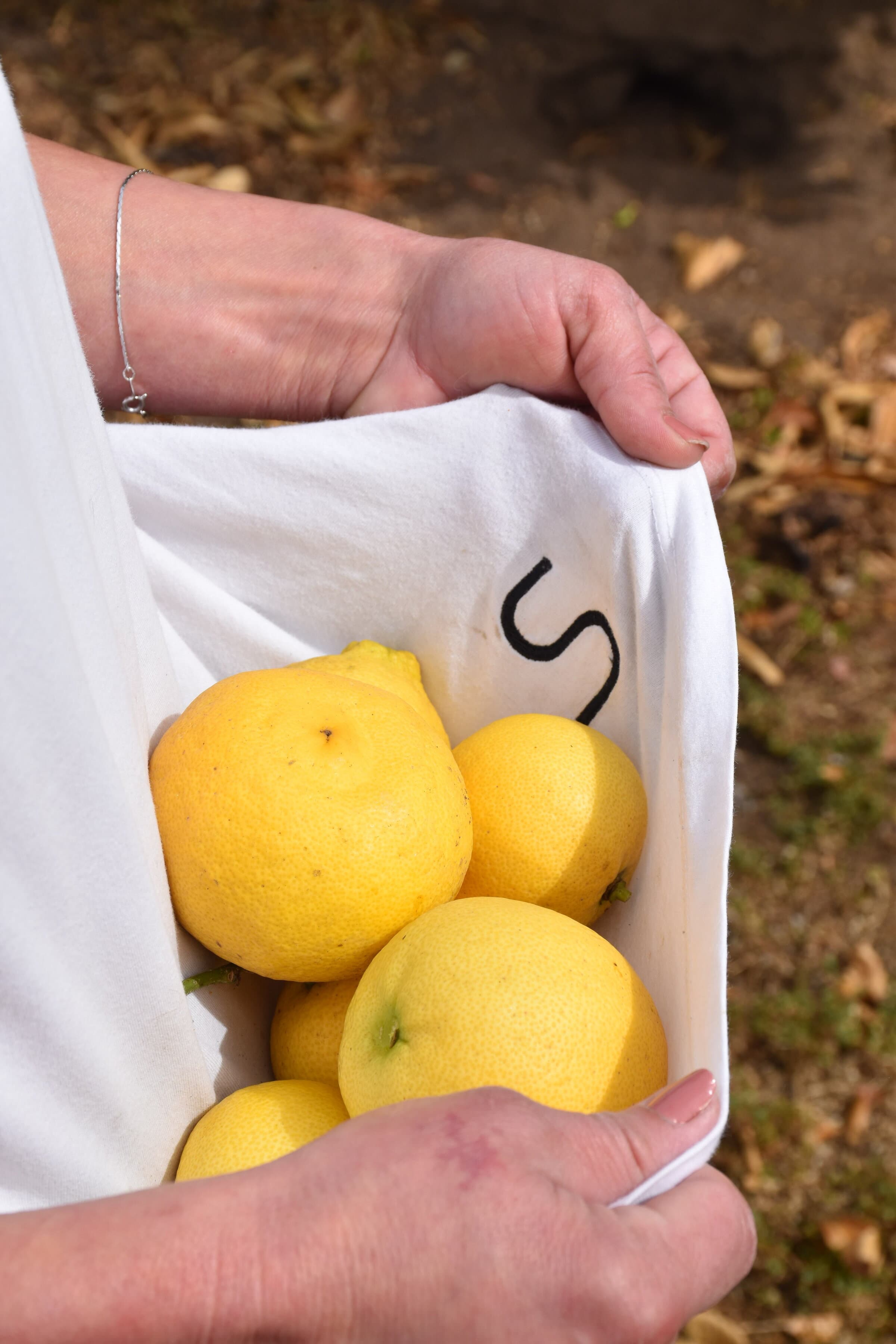 Lemons gathered in a white skirt: soft, warm, hand-picked