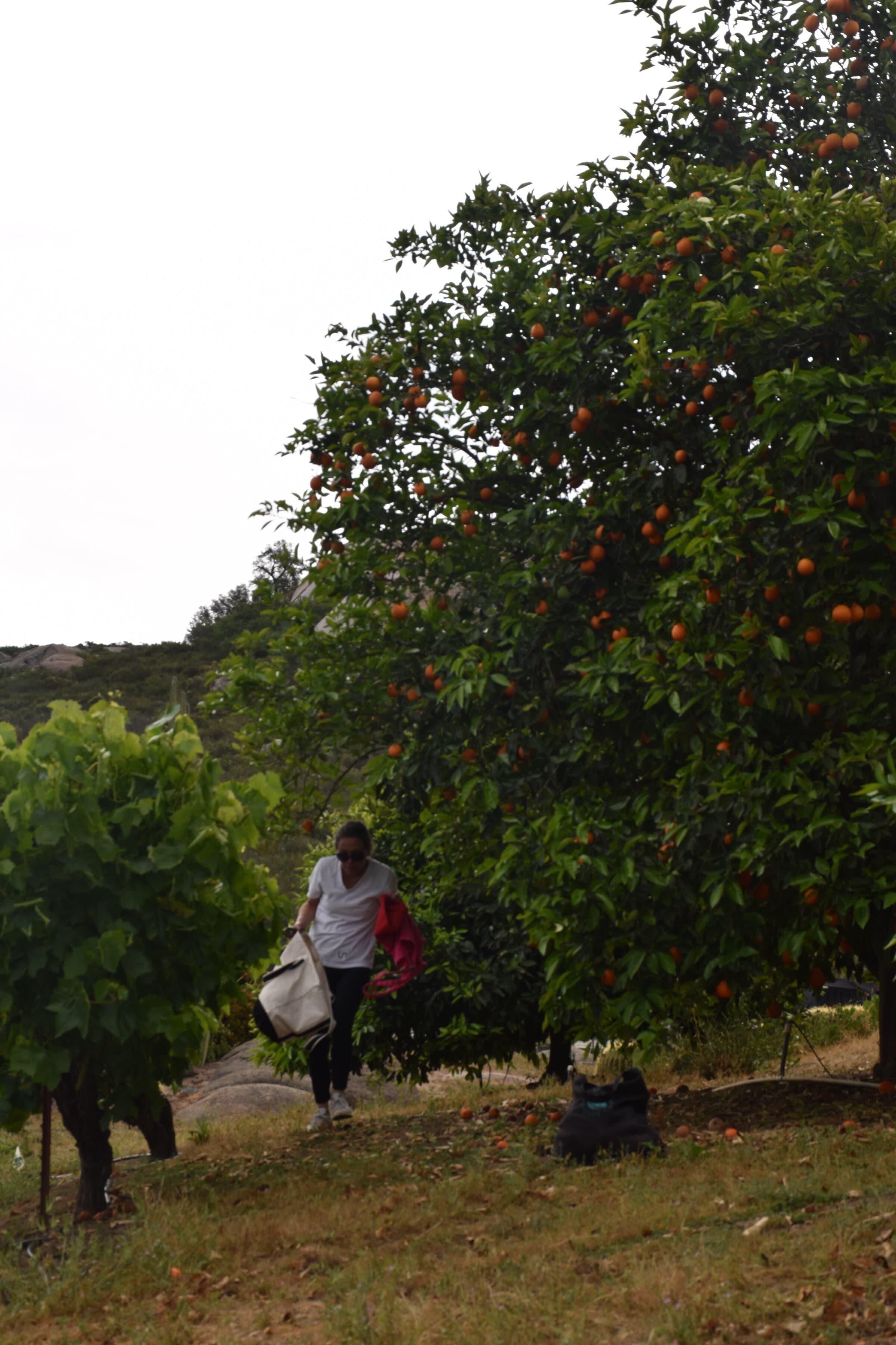 Nicole, walking under a tree on her property